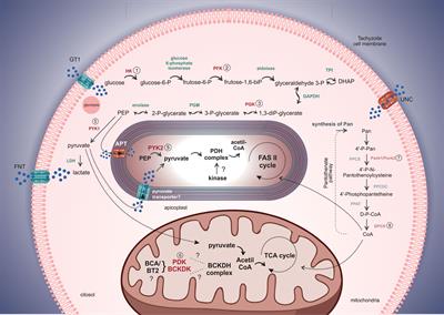 Protein kinases on carbon metabolism: potential targets for alternative chemotherapies against toxoplasmosis